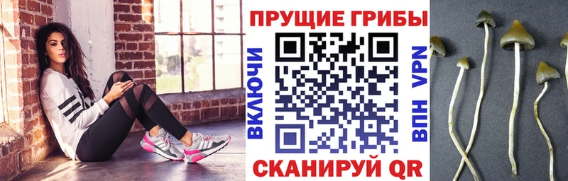 наркота  Пролетарск  Псилоцибиновые грибы Magic Shrooms 